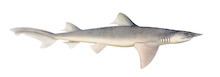 Broadfin shark httpsuploadwikimediaorgwikipediacommonsthu
