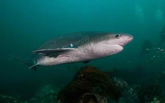 Broadnose sevengill shark Learn All About Sharks Like The Broadnose Sevengill Shark Sider