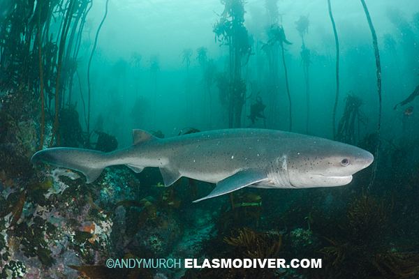 Broadnose sevengill shark Broadnose Sevengill Shark Information