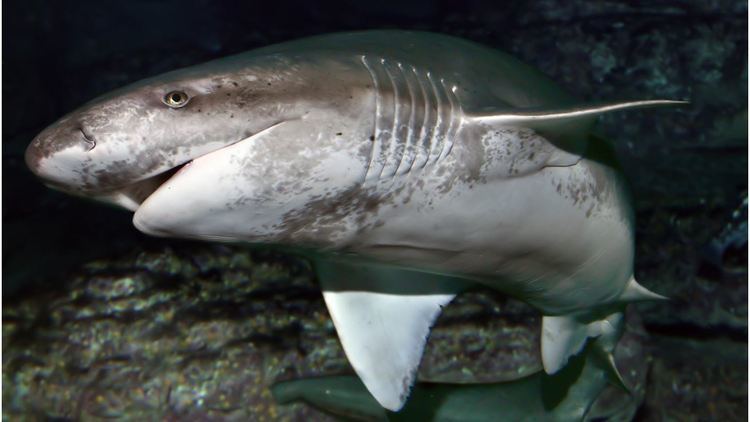 Broadnose sevengill shark httpswwwmontereybayaquariumorgmimagesani