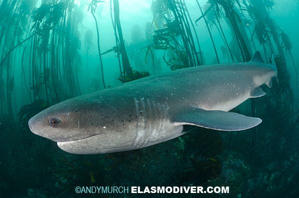Broadnose sevengill shark Broadnose Sevengill Shark Pictures Images of