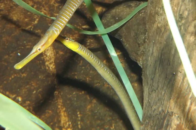 Broadnosed pipefish Broad Nosed Pipefish at SEA LIFE Blackpool 300612 ZooChat