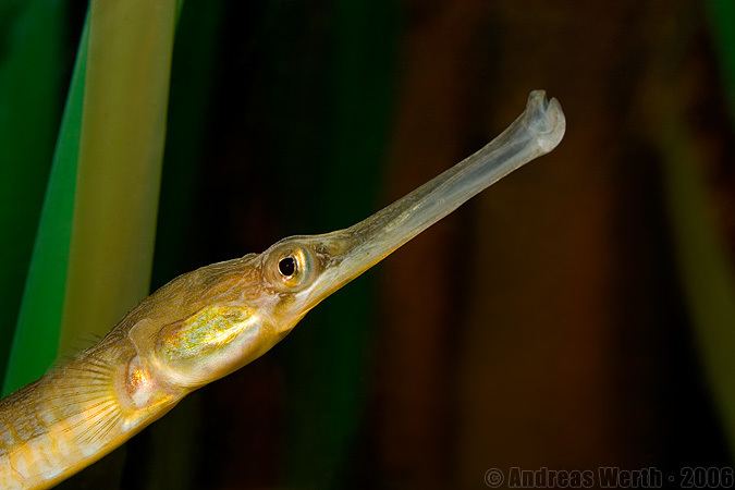 Broadnosed pipefish andreas werth Grasnadel Syngnathus typhle