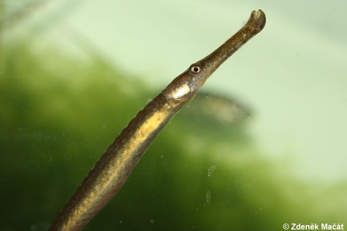 Broadnosed pipefish Image Syngnathus typhle Broadnosed Pipefish BioLibcz