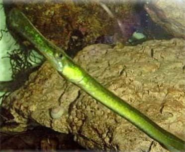 Broadnosed pipefish Pipefish in British Seas by Jim Hall Reports edited by Andy Horton