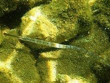 Broadnosed pipefish httpsuploadwikimediaorgwikipediacommonsthu