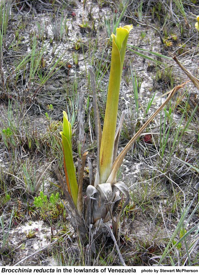 Brocchinia reducta The Carnivorous Bromeliads