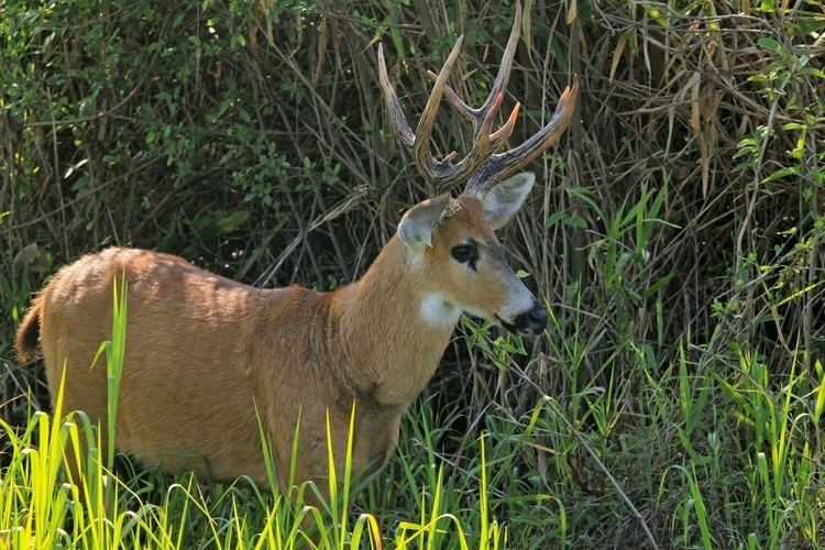 Brocket deer brocket deer The Boston Egotist