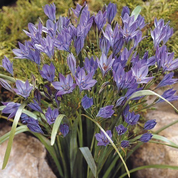 Brodiaea Brodiaea Brodiaea from Bulbs to Blooms