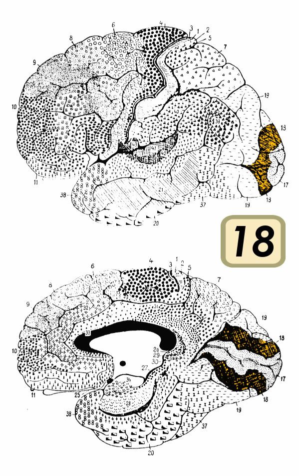 Brodmann area 18
