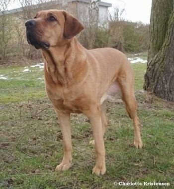 Broholmer Broholmer Dog Breed Information and Pictures