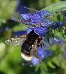Broken-belted bumblebee httpsuploadwikimediaorgwikipediacommonsthu