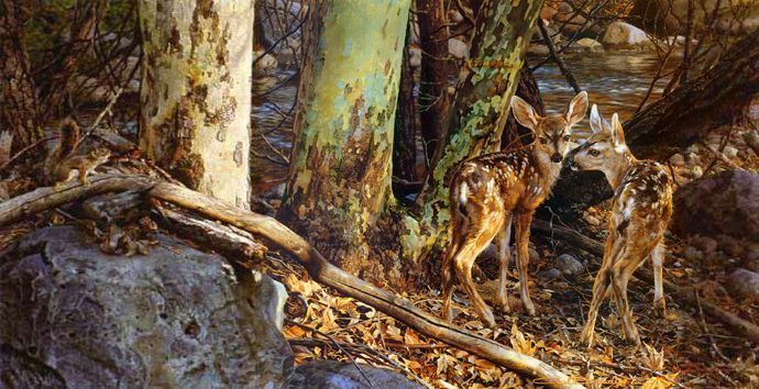 Broken Silence (film) movie scenes  Broken Silence Whitetail Deer Fawns and Red Squirrel c 1995 Carl Brenders 
