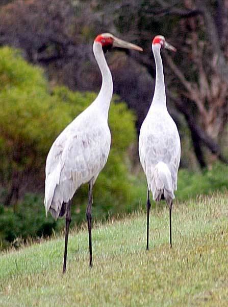 Brolga Brolga Canberra Birds