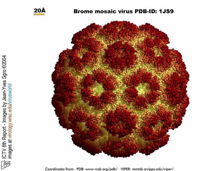Brome mosaic virus Virusworld Brome mosaic virus