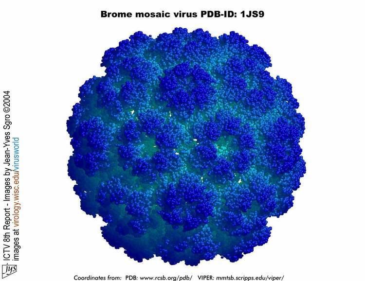 Brome mosaic virus Brome mosaic virus