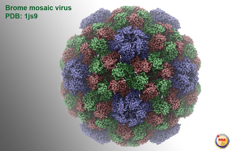 Brome mosaic virus Virusworld