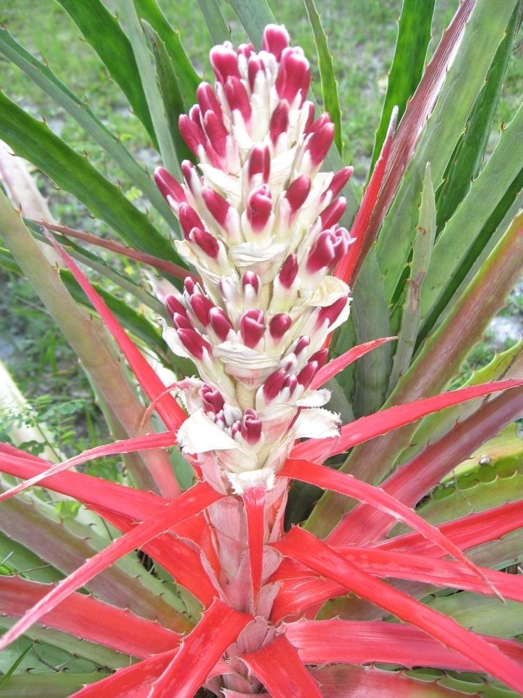 Bromelia balansae Bromelia Balansae 39Heart O Flame39