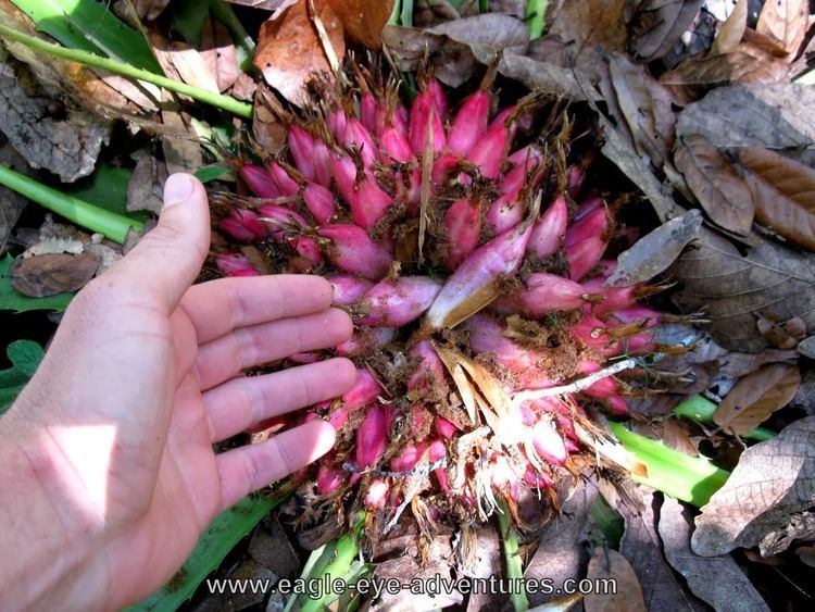 Bromelia karatas Eagle Eye Adventures Tasty Bromeliads Bromelia karatas the piuela