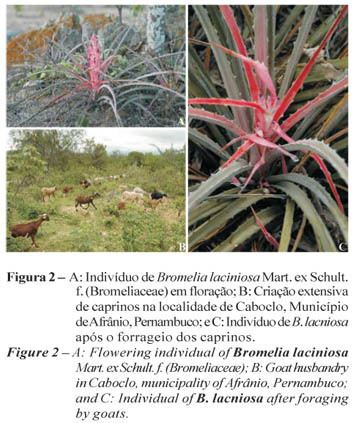 Bromelia laciniosa Impact of herbivory by goats on natural populations of Bromelia