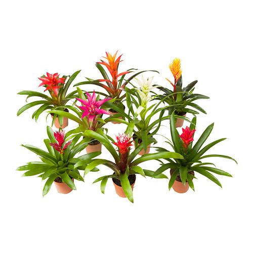 Bromeliaceae BROMELIACEAE Potted plant IKEA