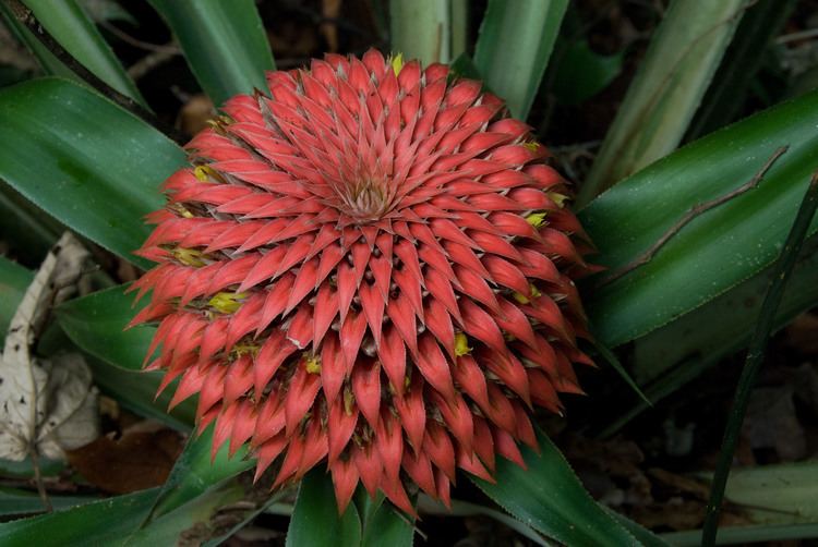 Bromeliaceae Classification The Orders and Families of Monocots