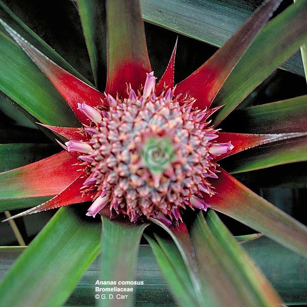 Bromeliaceae wwwbotanyhawaiiedufacultycarrimagesanacom