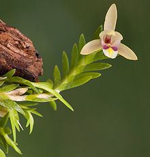 Bromheadia brevifolia httpsuploadwikimediaorgwikipediacommonsthu