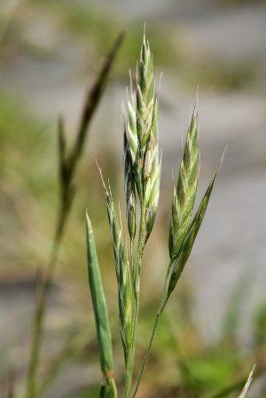 Bromus carinatus Bromus carinatus Manual of the Alien Plants of Belgium