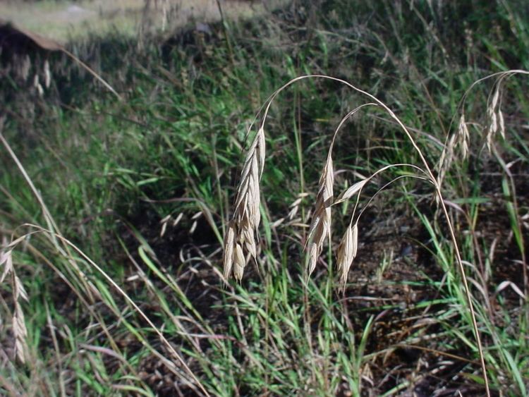 Bromus ciliatus Vascular Plants of the Gila Wilderness Bromus ciliatus