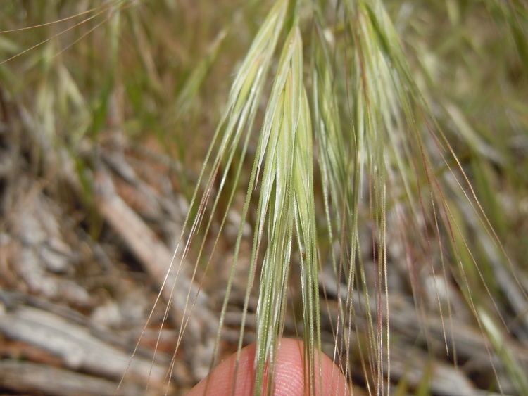 Bromus diandrus FileBromus diandrus 6230583095jpg Wikimedia Commons