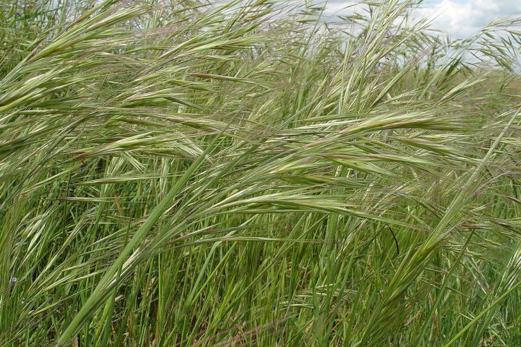 Bromus diandrus CalPhotos