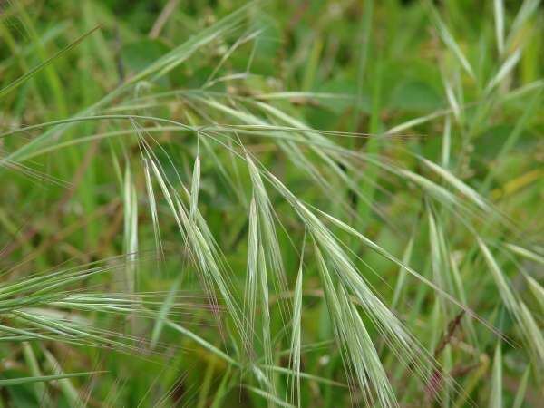 Bromus diandrus brome raide 89576 common name Bromus diandrus