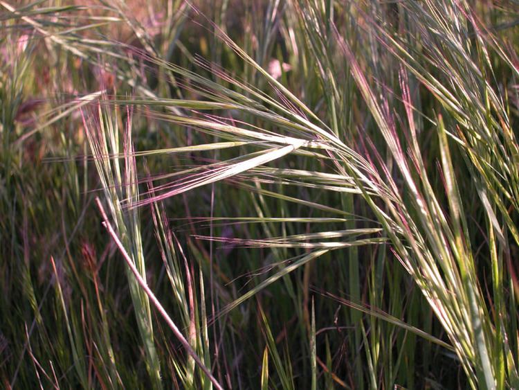 Bromus diandrus Bromus diandrus