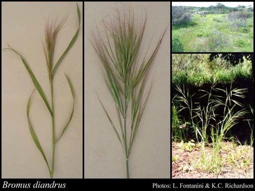 Bromus diandrus Bromus diandrus Roth FloraBase Flora of Western Australia