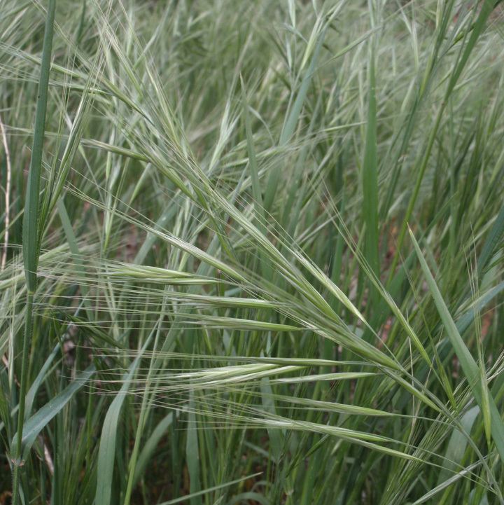 Bromus diandrus SEINet Arizona Chapter Bromus diandrus