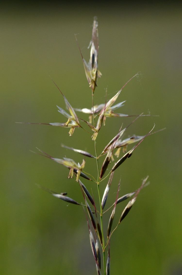 Bromus erectus FileBromus erectus 7168960211jpg Wikimedia Commons