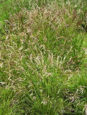 Bromus erectus Sitespecific grasses and herbs