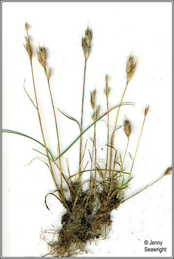 Bromus hordeaceus Irish Grasses Bromus hordeaceus subsp thominei