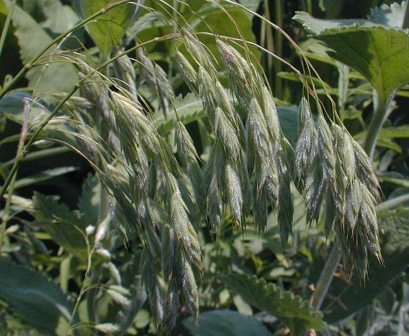 Bromus kalmii Prairie Brome Bromus kalmii