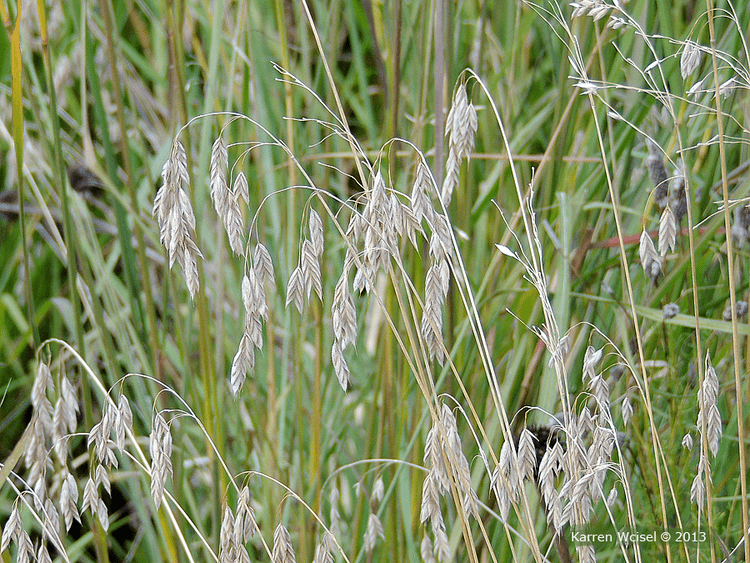 Bromus kalmii Bromus kalmii Prairie Brome Fact Sheet