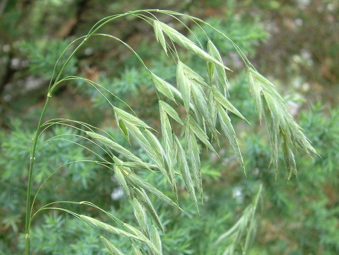 Bromus kalmii CalPhotos Bromus kalmii