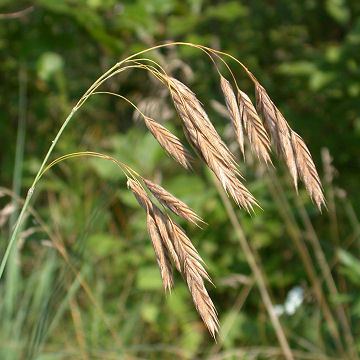 Bromus kalmii Bromuskalmii1jpg