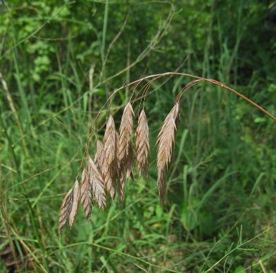 Bromus kalmii Bromus kalmii Michigan Flora