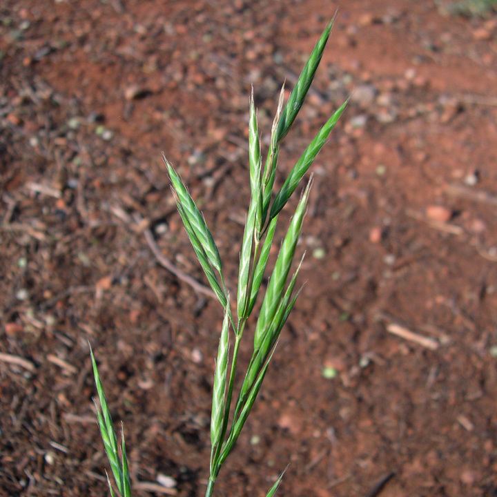 Bromus marginatus SEINet Arizona Chapter Bromus marginatus