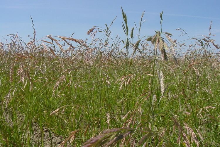 Bromus marginatus Bromus marginatus Mountain brome LampH Seeds Pacific Northwest