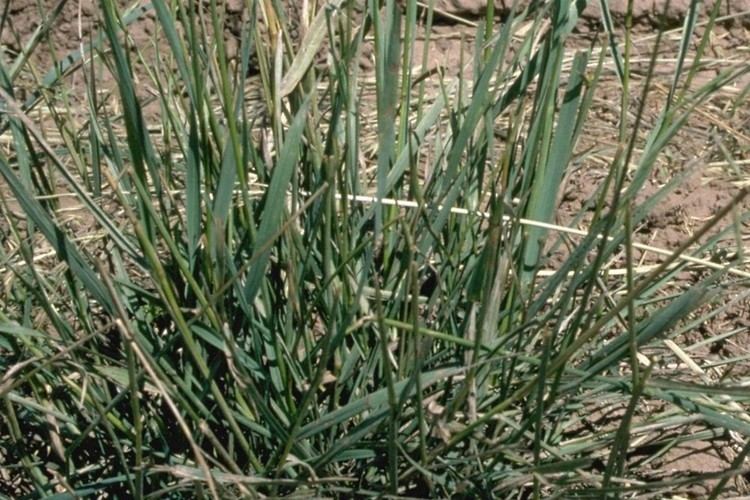 Bromus marginatus Bromus marginatus large mountain brome Go Botany