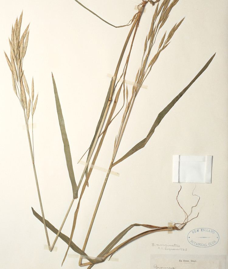 Bromus marginatus Bromus marginatus large mountain brome Go Botany