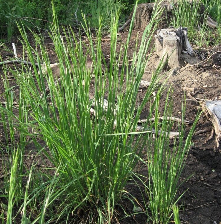 Bromus marginatus mountain brome Bromus marginatus Blackfoot Native Plants