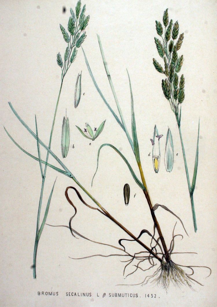 Bromus secalinus FileBromus secalinus Flora Batava Volume v19jpg Wikimedia